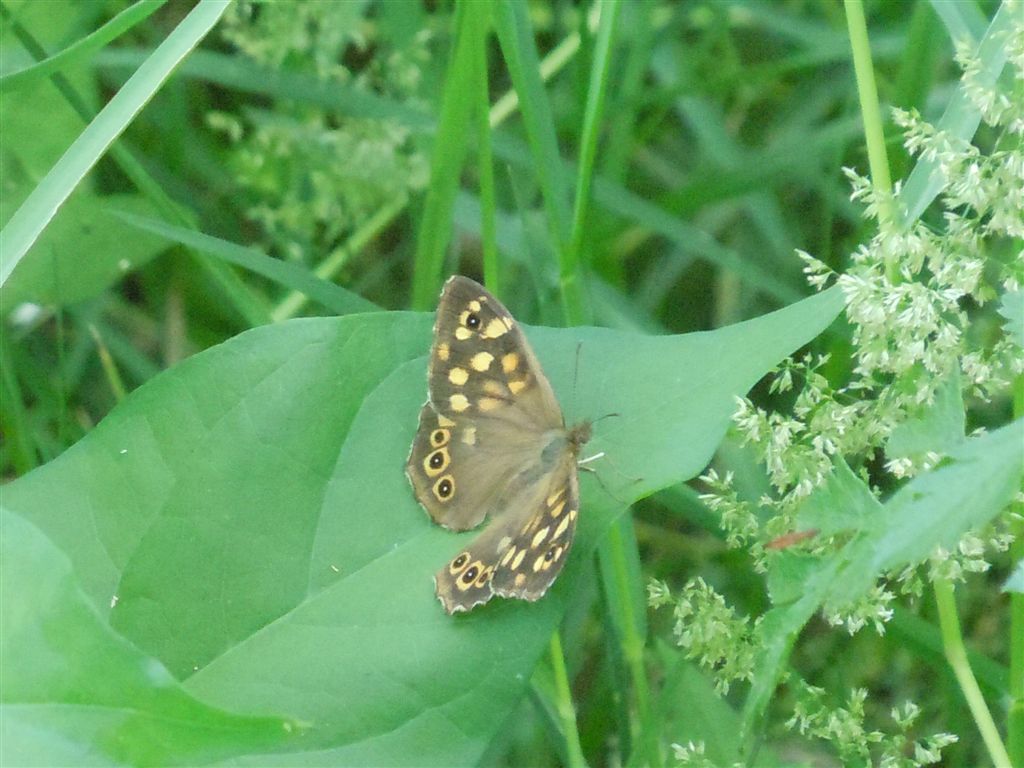 Lycaenidae e Pararge aegeria